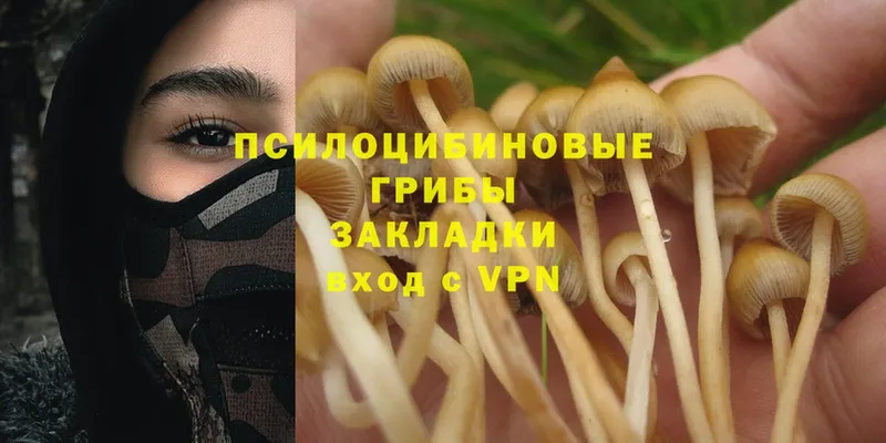 дарнет шоп  Дно  МЕГА как войти  Галлюциногенные грибы Psilocybe 